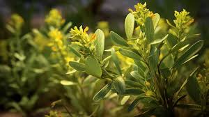 Image result for Fadogia