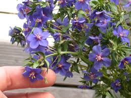 Image result for Lysimachia monelli