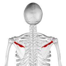 Both muscles act upon the scapulothoracic joint. Spine Of Scapula Wikipedia