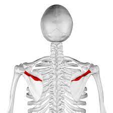 These create the distinctive flat area on the upper back which people associate with the shoulder, and the scapula is sometimes known as the shoulder blade , in reference to its flat appearance and location. Spine Of Scapula Wikipedia