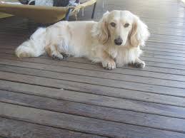 DALLAS IS NOW ONE YEAR OLD