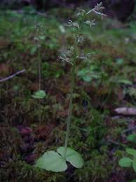 Image result for Nesaea cordata