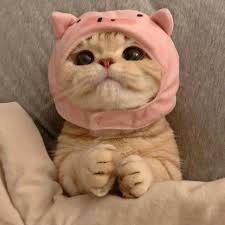 cats love on instagram so cute dm for shoutout from zjiasally follow cats maw for more in 2021 susse katzen niedliche babykatzen susseste haustiere