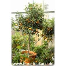Die besten sorten & tipps zum pflanzen. Citrus Clementina Xxl Clementine Pflanze Clementinenbaum Flora Toskana
