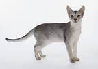 Abyssinian cat - Wikipedia