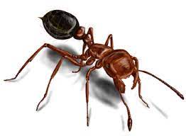 Colonies can also occur in or under buildings. Fire Ant Identification What Does A Fire Ant Look Like