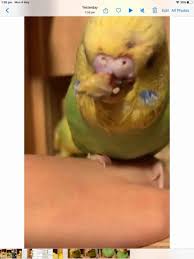 Please Help I Found My Two Baby Budgies Severely Attacked By Another Bird I Have Separated That Bird Into A Smaller Cage The Greener Petcoach