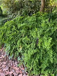 Image result for Adiantum capillus-veneris