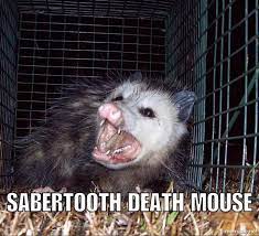 If Animal Names Were Honest 22 Pics Funny Animal Names Funny Animals Animals