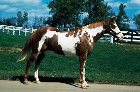 Paint Black And Brown Horse Pin On Paint Horses