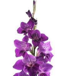 Gladiolus Purple Flower Names Flower Names Purple Flowers