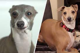 Jenna marbles finally breaks her silence and fans are sobbing. Quiz Which Of Jenna Marbles Dogs Are You