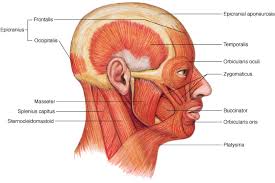 Muscle Anatomy Head Temporalis Masseter Buccinator Orbicularis Oculi Orbicularis Oris Zygomaticus Major Pla Head Muscles Muscles Of The Face Muscle Anatomy