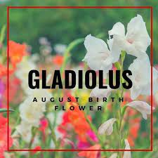 Pin By Morning Glory Flower Shop On Angel S Seasonal Holiday Flowers August Birth Flower Birth Flowers Holiday Flower