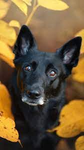 Black Pet Dog Leaves Fall 4k Ultra Hd Mobile Wallpaper Cute Dog Wallpaper Pet Dogs Dogs