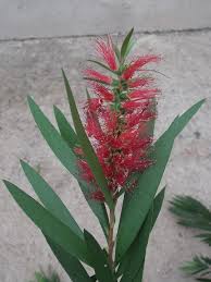 Image result for Myrtaceae