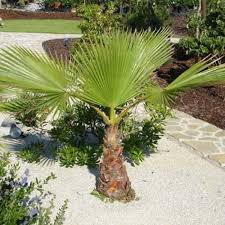 Only one from 10 seeds germinated. Washingtonia Filifera 25 Seeds California Fan Palm