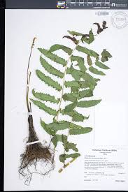 Image result for Diplazium humbertii