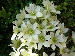 Check spelling or type a new query. Clematis Pixie