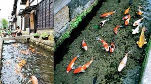 Kalau biasanya kolam ikan koi itu dibangun di bawah dan kamu hanya bisa memandangi ikan dari permukaan air saja. Cara Membuat Kolam Ikan Koi Desain Minimalis Di Depan Rumah
