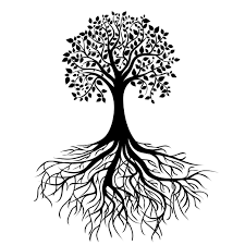 Pics For Tree Roots Png Cay Rễ Cay đồ Họa