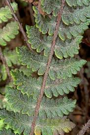 Image result for Cheilanthes inaequalis