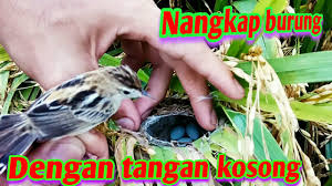 Burung cici padi♬ cari kata kunci: Agar Cici Padi Gacor Cah Alas By Cah Alas