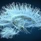 Nature Conferences- Towards Healthy Brain Aging event image