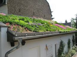 Mediterrane Dachbegrunung Gartenbau Und Landschaftsbau Aus Erftstadt Wir Planen Und Bauen Ihren Gart Dachbegrunung Flachdach Begrunung Flachdach Gartenhaus