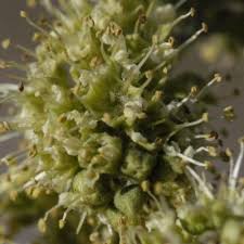 Image result for Meiostemon tetrandrus