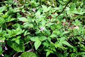 Image result for Cleome rutidosperma