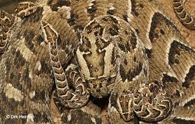 Die genannten schlangenarten unterscheiden sich nach folgenden gesichtspunkten: Puffottern Verantwortlich Fur Die Meisten Giftschlangenbisse Im Sudlichen Afrika Namibia Focus