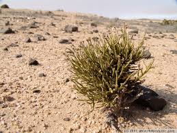 Image result for Arthraerua leubnitziae