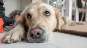 Decreased appetite and weight loss are the most prominent signs of liver disease and they are commonly accompanied by vomiting and diarrhea. 12 Signs Of Cancer In Dogs Owners Should Never Ignore