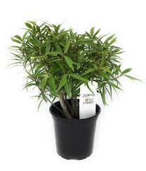 Image result for Ficus salicifolia