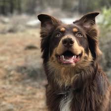 Australian Shepherd Mix Black And Brown Australian Shepherd Rottweiler Mix Named Hayden Rottweiler German Dog Breeds Hybrid Dogs