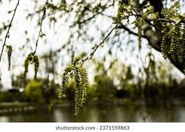 Image result for Populus ×  canescens