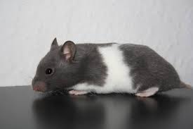 Black And White Syrian Hamster Blue Banded Sh Syrian Hamster Cute Animals Pet Birds