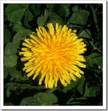 Bright yellow dandelions, crimson roses, all waved at her as she walked by. A French Game Played With Dandelion Flowers