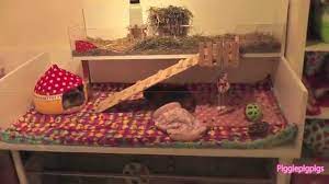 Pin On Guinea Pig Things