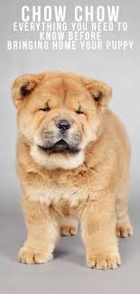 You can also buy the entire adult coloring pages collection as a download or choose from four books at these adult coloring pages are easy to download, print, and color! Chow Chow The Complete Guide To An Increasingly Popular Pup