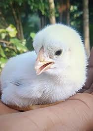 We believe in helping you find the product that is right for you. Chicken Wikipedia