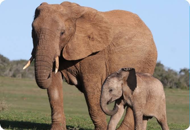 African Elephant | National Geographic Kids