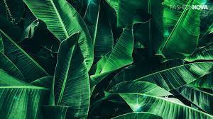 Zoom Background Banana Leaves Leaf Texture Dark Green Background Dark Green Aesthetic