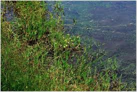 Image result for Isachne buettneri