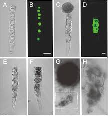 They contain microtubules and forms flagellum and cilium to give the cell structure. Direct Evidence That Suspensor Cells Have Embryogenic Potential That Is Suppressed By The Embryo Proper During Normal Embryogenesis Pnas