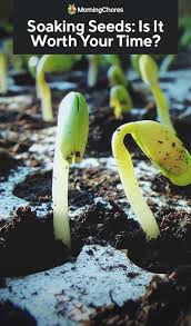Is Soaking Seeds Before Planting Worth Your Time How Do You Do It Soaking Seeds Before Planting Gardening For Beginners Seeds