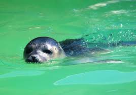 Seal Robbe Howler Seal Station Baby Seal Sanctuary Eyes Animal Welfare Water Swim Animal World Pikist