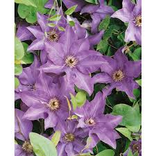 The plants that fall into this category are the large flowered hybrid clematis that flower in may and june, and all the double flowered hybrids. Clematis Care Hofland Gardens