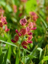 Image result for Alysicarpus